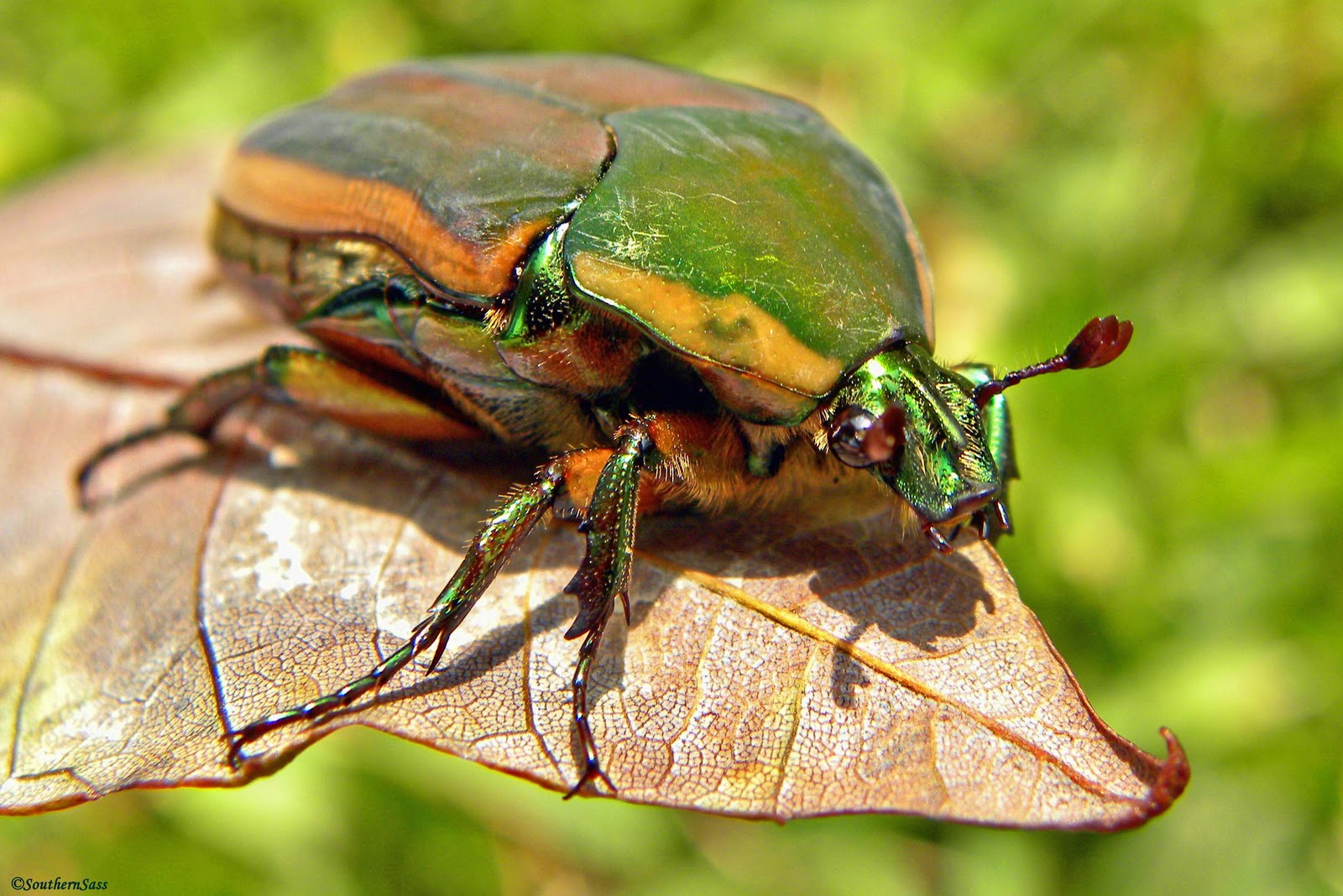 Beetle Bug pic 5 : Biological Science Picture Directory ...