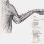 5 cat muscle anatomy diagram : Biological Science Picture Directory