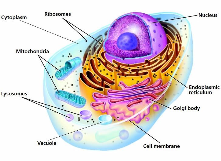 cross-section-of-an-animal-cell-labeled-biological-science-picture