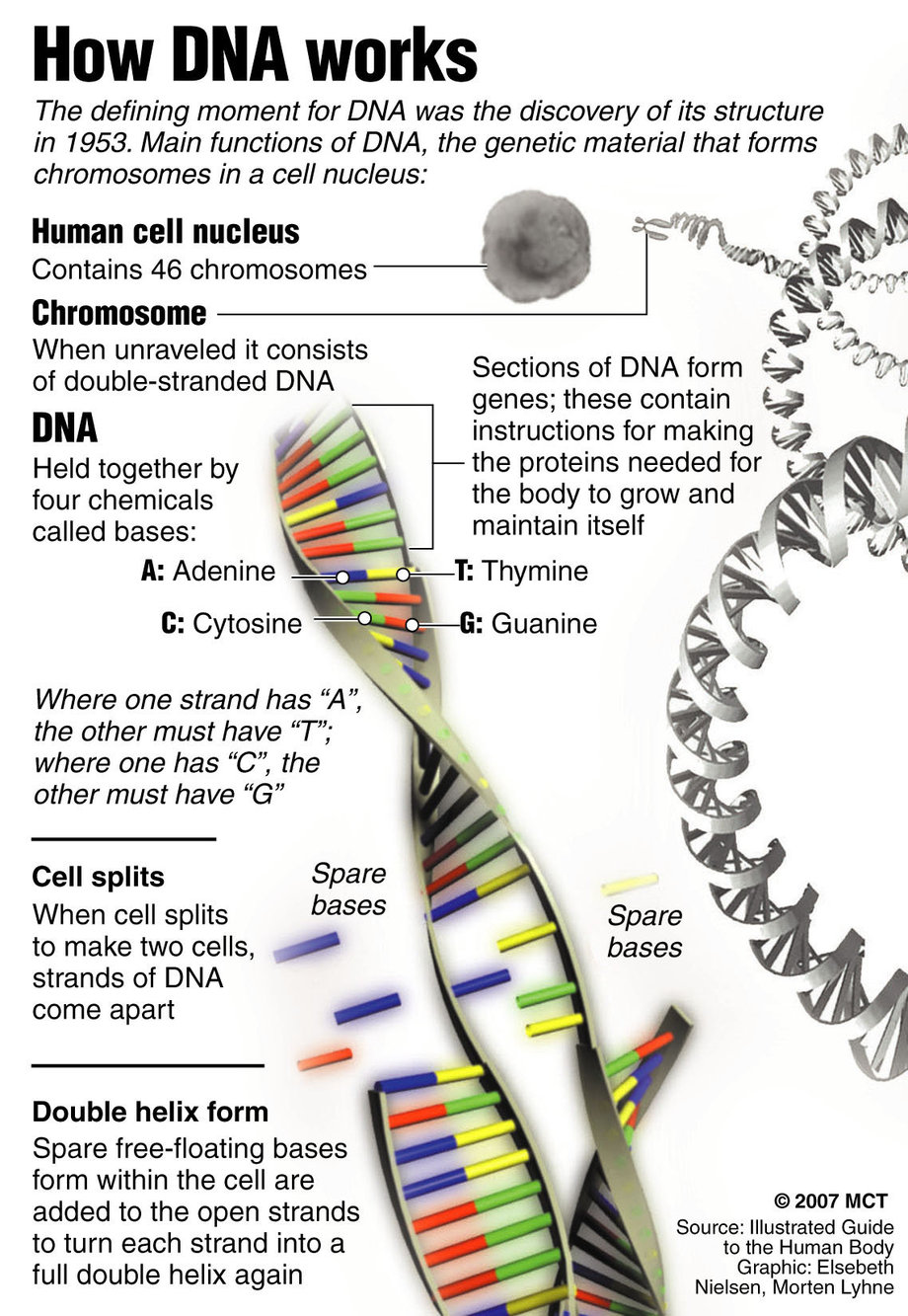 DNA Works Poster Biological Science Picture Directory Pulpbits