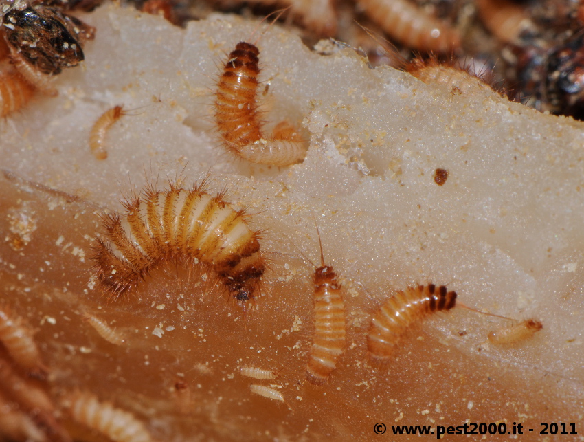 Bug , 6 Bed Bug Larvae Photos : Dermestid Beetles Larvae