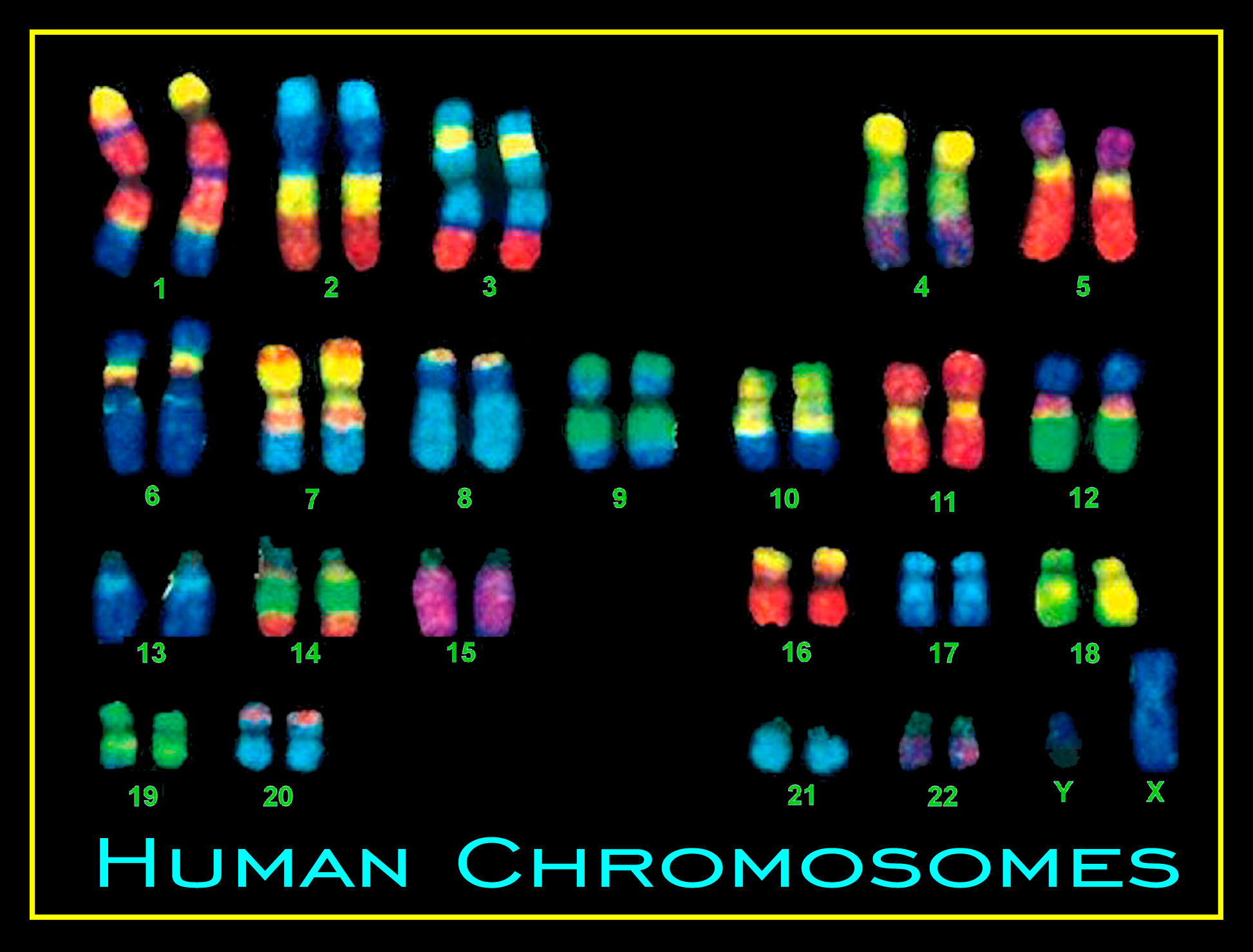 human-chromosome-pictures-biological-science-picture-directory