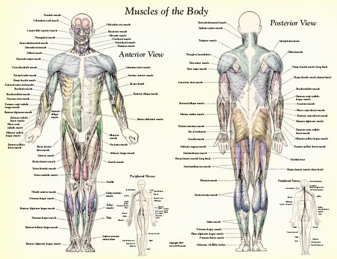 Muscle Anatomy Muscles Body Labeled : Biological Science Picture
