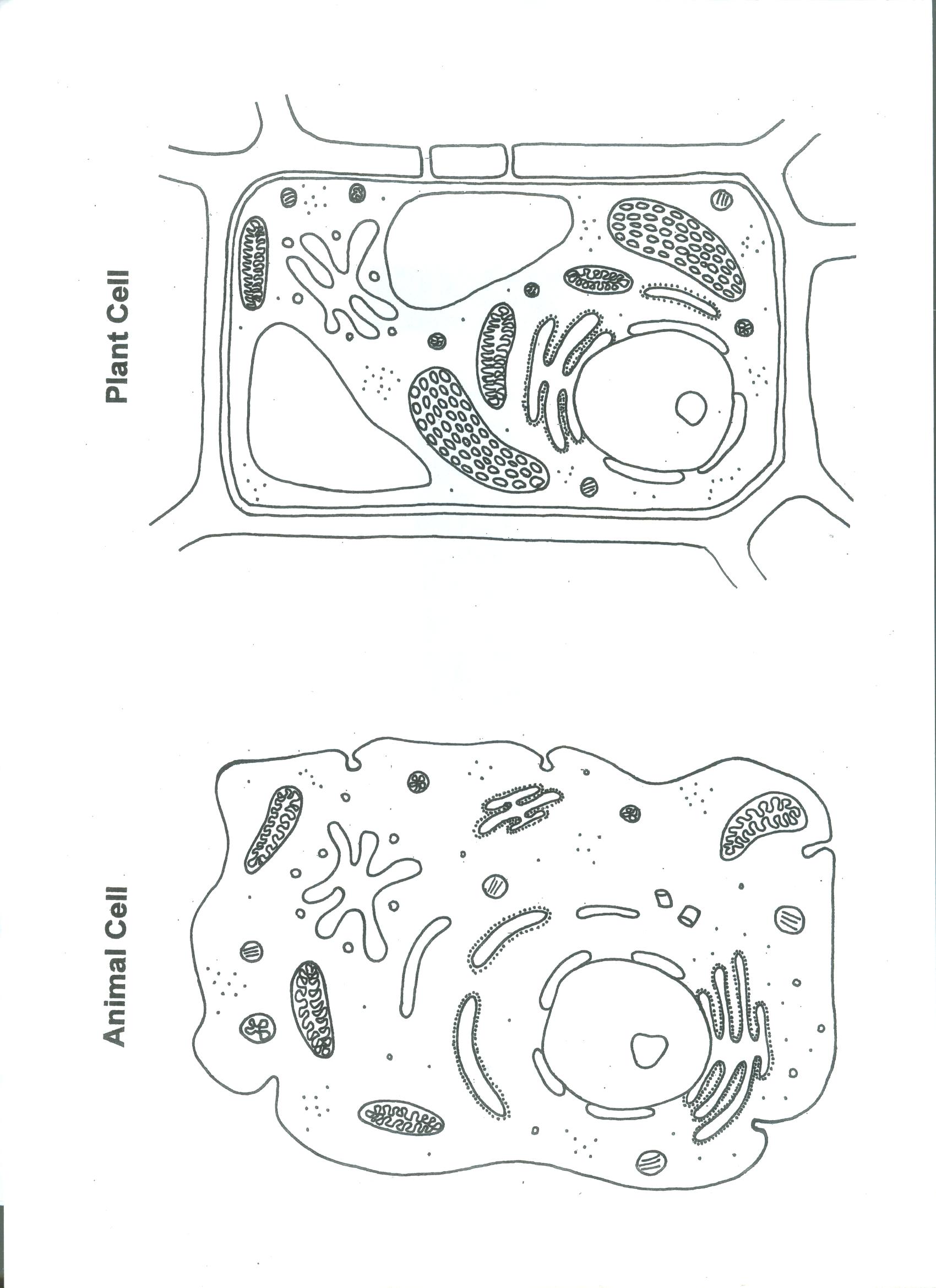 Plant and animal Cell Color Worksheet : Biological Science Picture