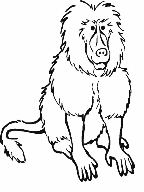 RainForest Mammals Coloring Pages : Biological Science ...