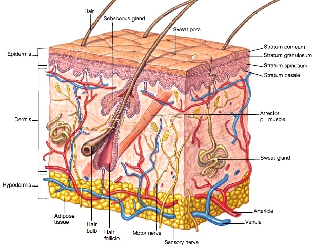 Structure of skin : Biological Science Picture Directory – Pulpbits.net