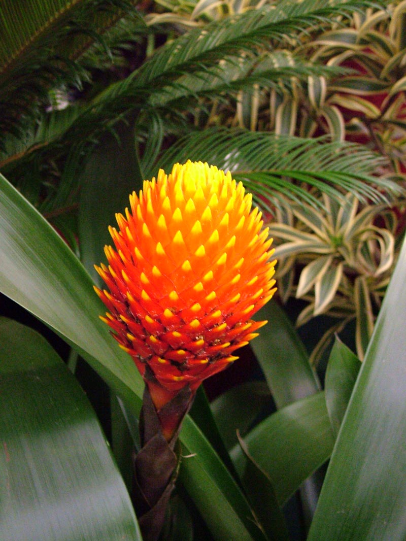 25-wonderful-exotic-tropical-rainforest-plants-with-photos-and