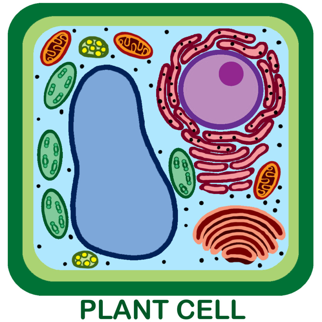 3 unlabeled plant cell pictures in Cell - Biological Science Picture