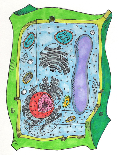 Unlabeled Plant Cell pic 2 : Biological Science Picture ...