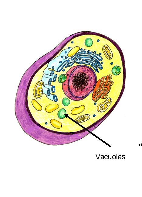 Why Do Animal Cells Have Many Small Vacuoles