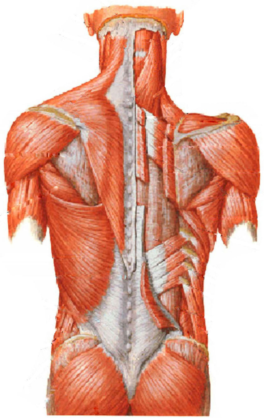 muscle of back side