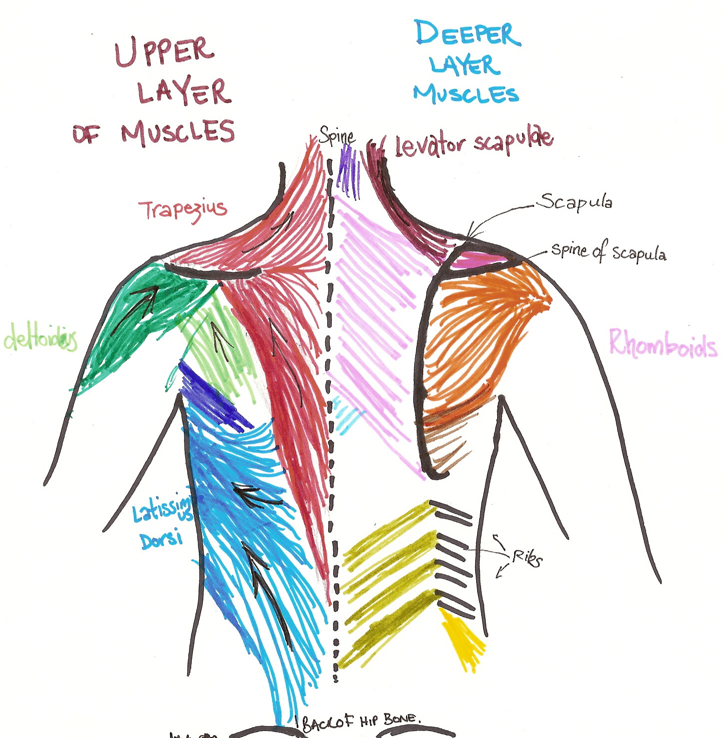 Back Muscles pistures : Biological Science Picture Directory – Pulpbits.net