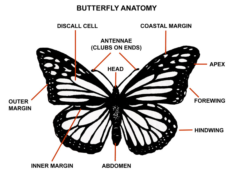 butterfly anatomy : Biological Science Picture Directory – Pulpbits.net