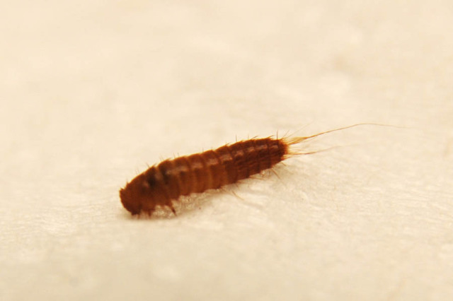 carpet beetle larvae photos : 6 bed bug larvae photos | biological