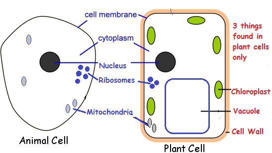 Image result for human and plant cells