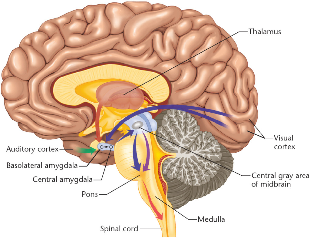 diagram of the human brain parts 5 : Biological Science Picture