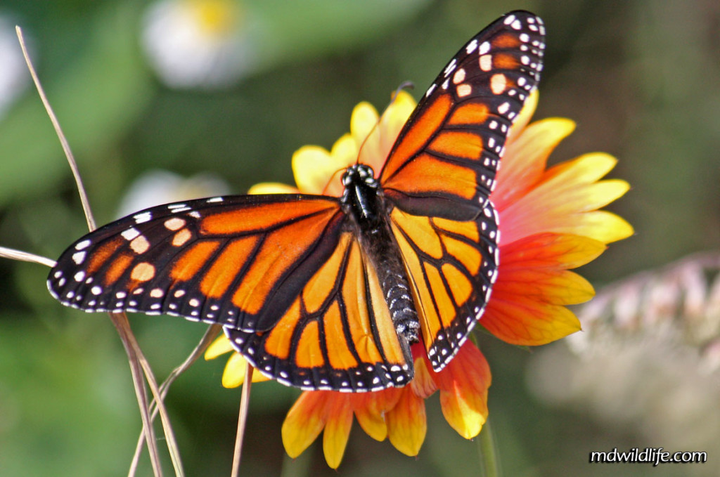 facts-about-monarch-butterfly-biological-science-picture-directory