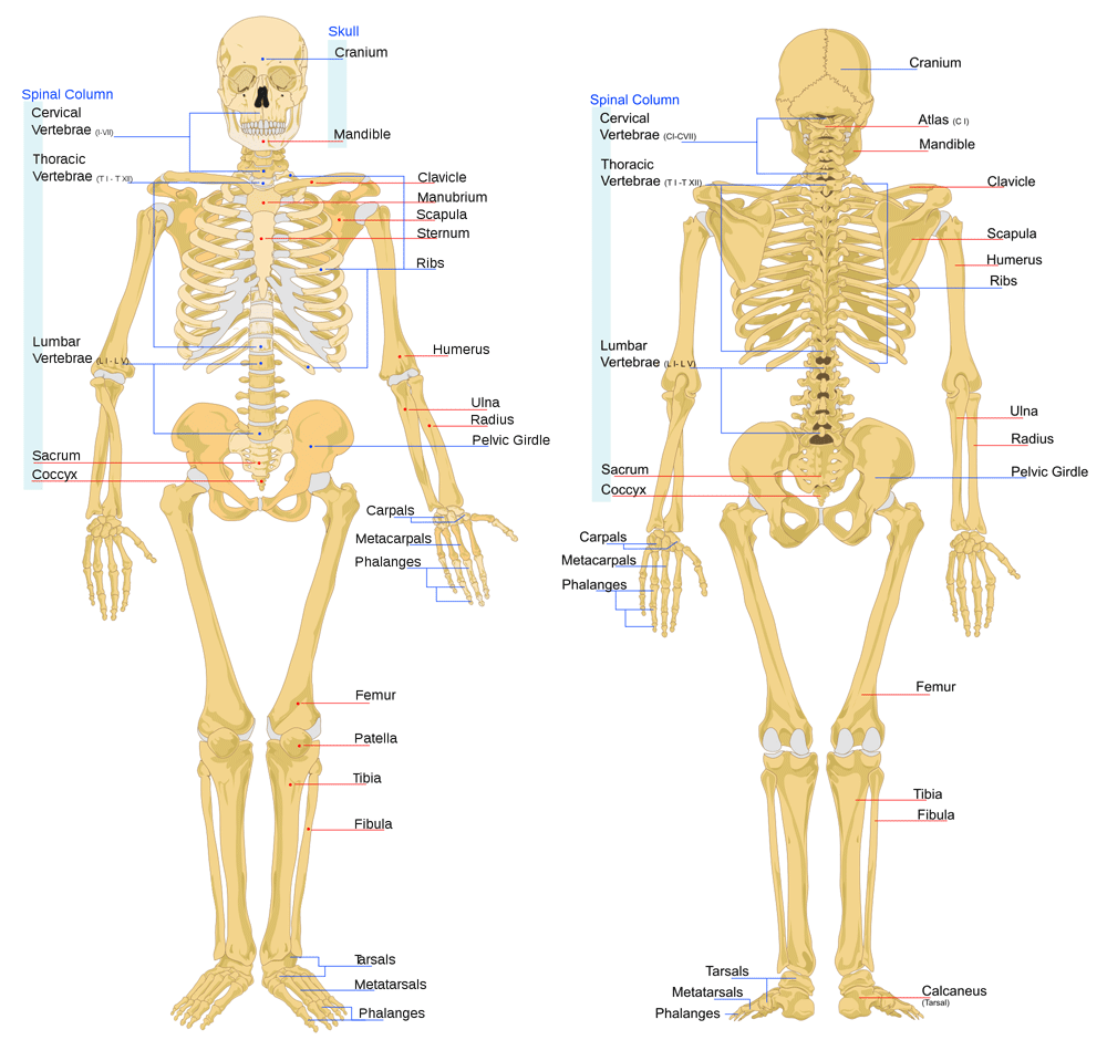 human anatomy bones : Biological Science Picture Directory – Pulpbits.net