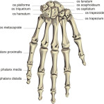 4 human skeleton hand diagrams : Biological Science Picture Directory