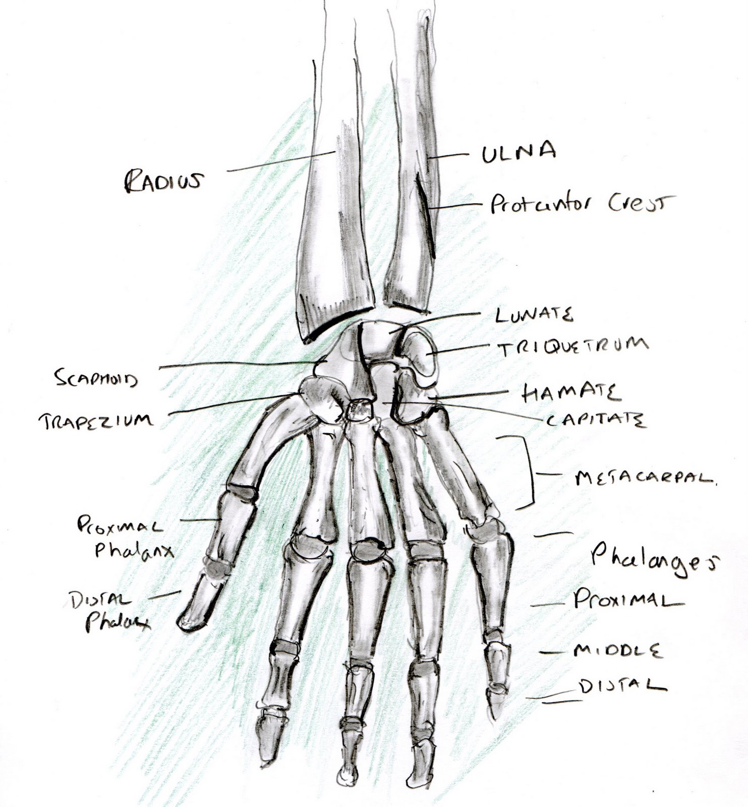 learning a human skeleton hand : Biological Science Picture Directory