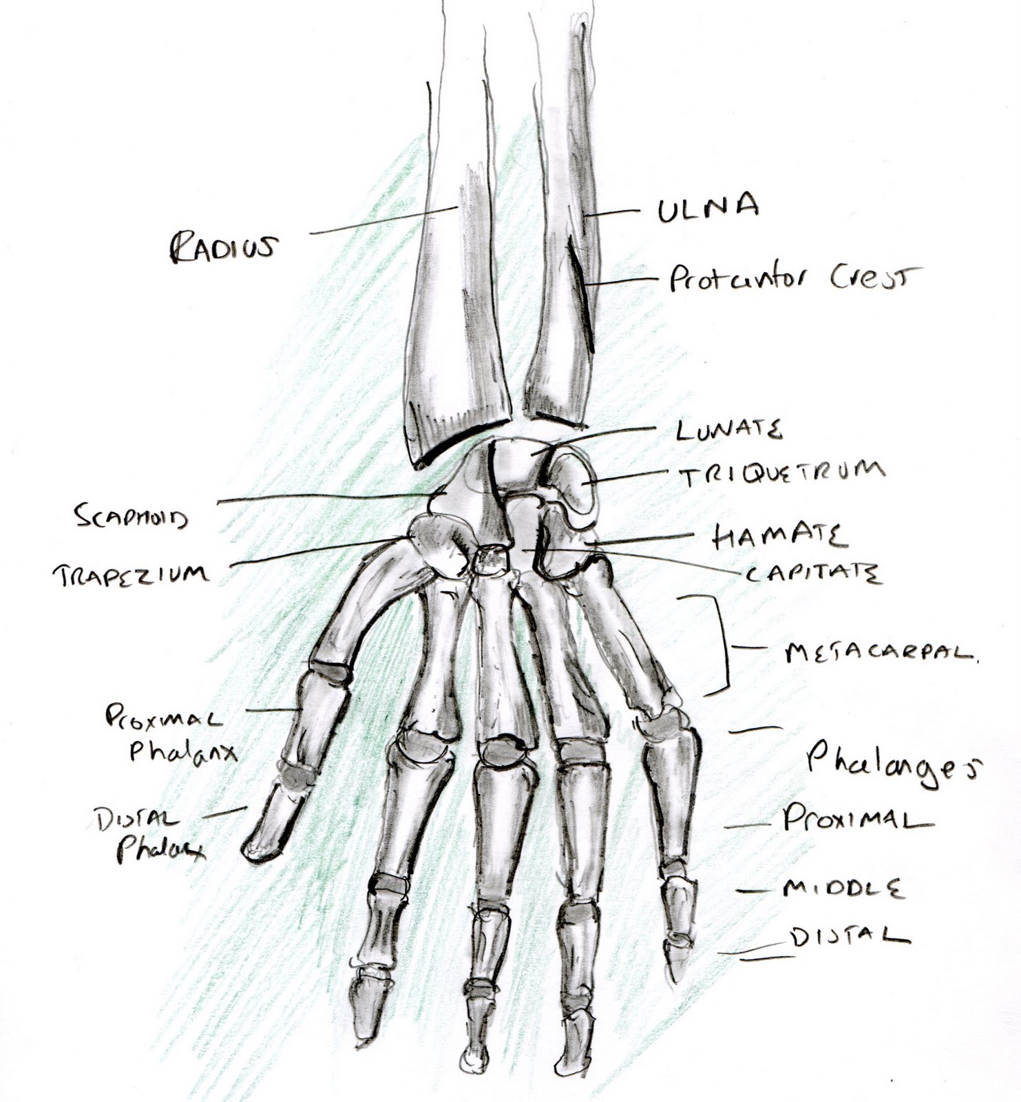 Learning A Human Skeleton Hand Biological Science Picture Directory 