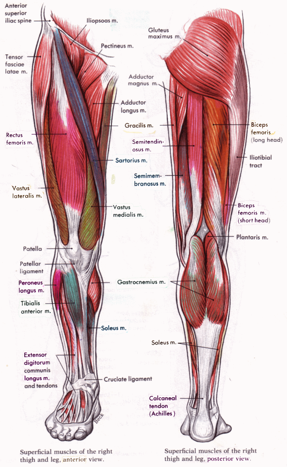 leg-muscles-biological-science-picture-directory-pulpbits