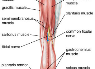 muscles lateral side thigh : Biological Science Picture Directory