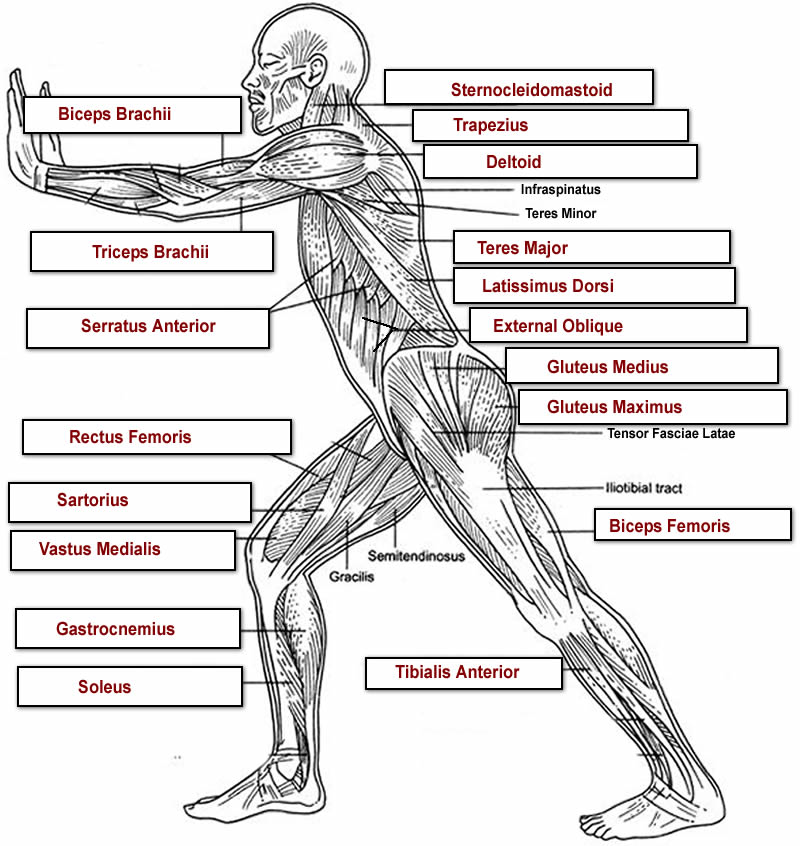 Muscular System Labeled Biological Science Picture Directory