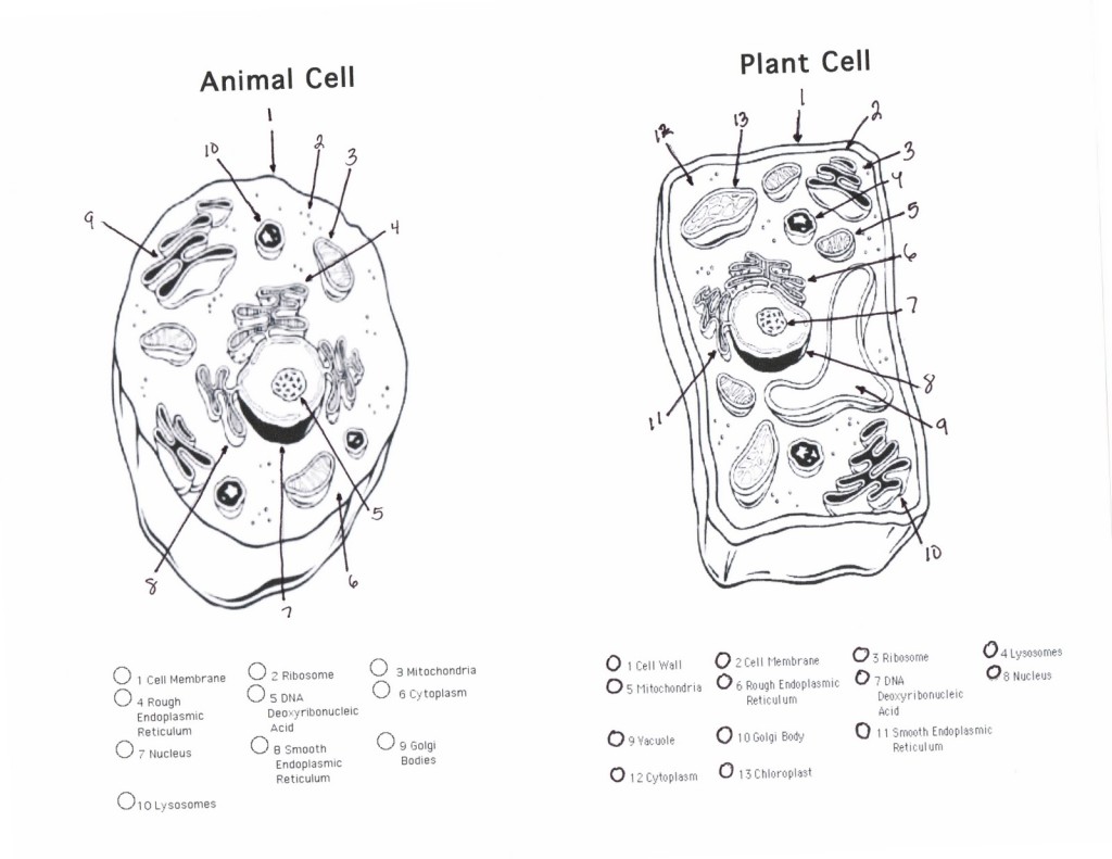 plant and animal cells diagram quiz : Biological Science ...