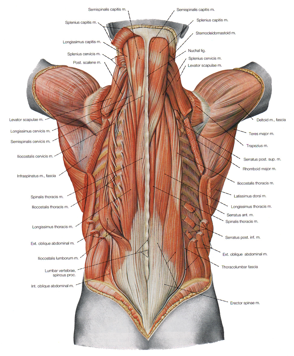 back-muscles-anatomy-groups-concise-medical-knowledge