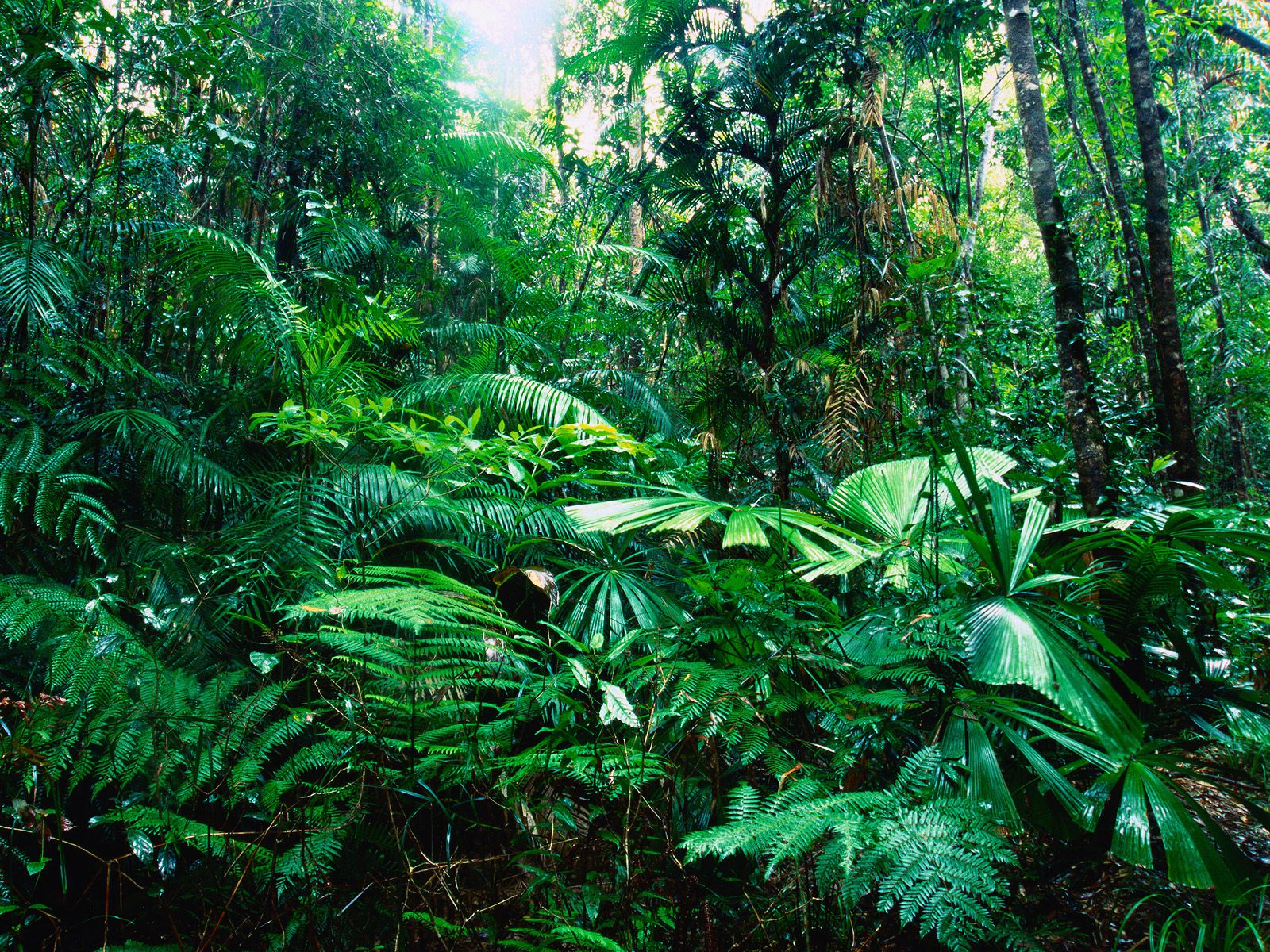 tropical-rainforest-vegetation-biological-science-picture-directory