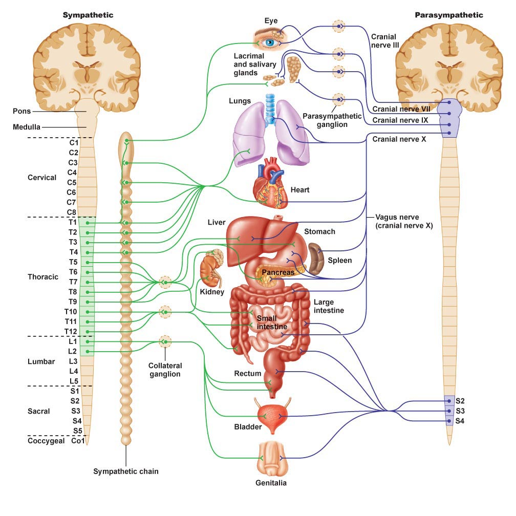 autonomic-nervous-system-biological-science-picture-directory