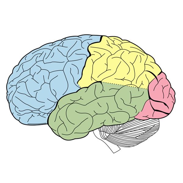 Basic Brain Anatomy : Biological Science Picture Directory ...