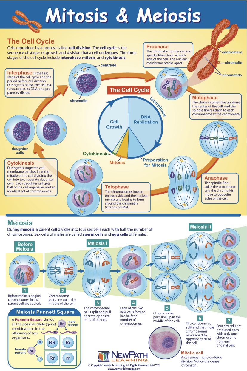 Chart Of Meiosis Biological Science Picture Directory