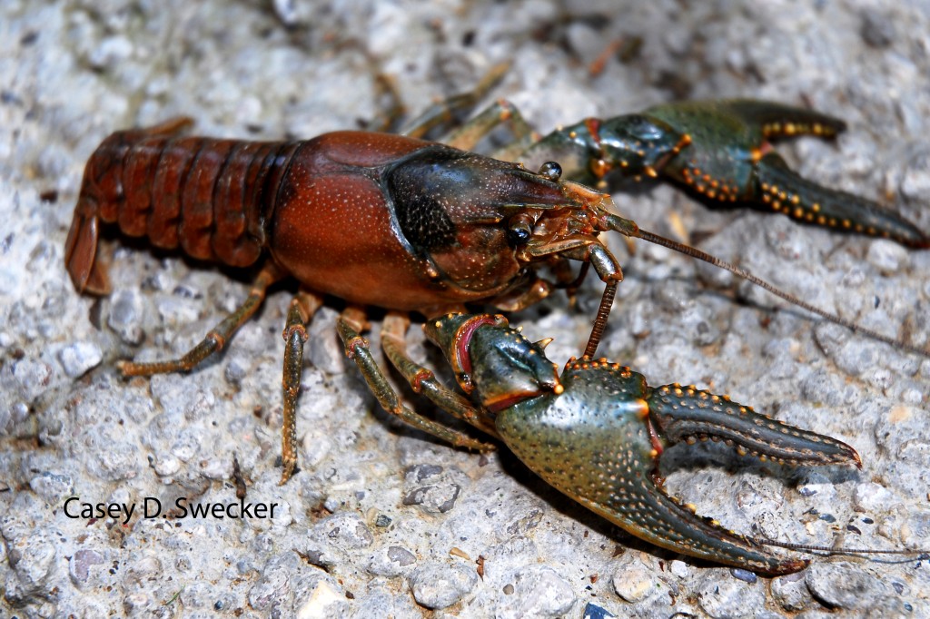 Crayfish Facts : 6 Crayfish Images | Biological Science Picture ...