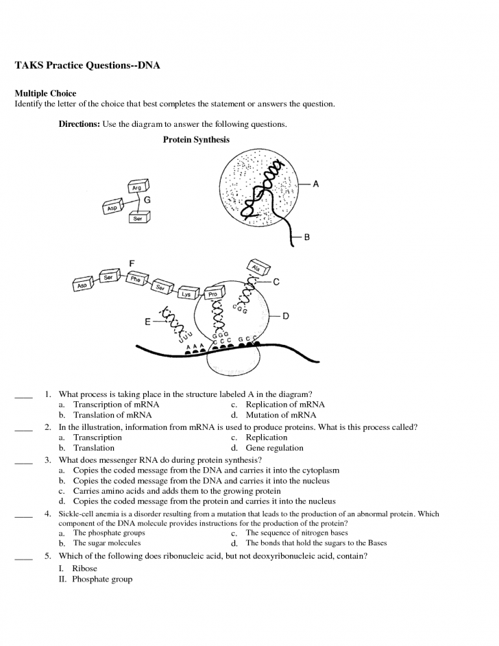 34 Protein Synthesis Diagram Worksheet - Wire Diagram Source Information