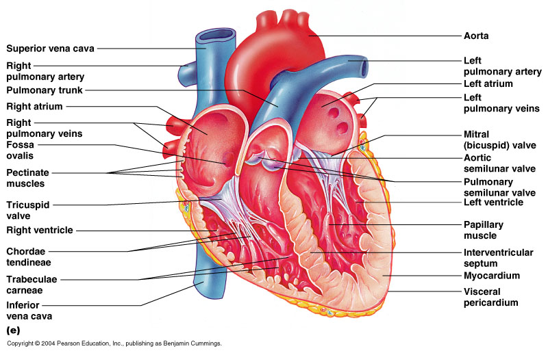 Heart Biological Science Picture Directory Pulpbits