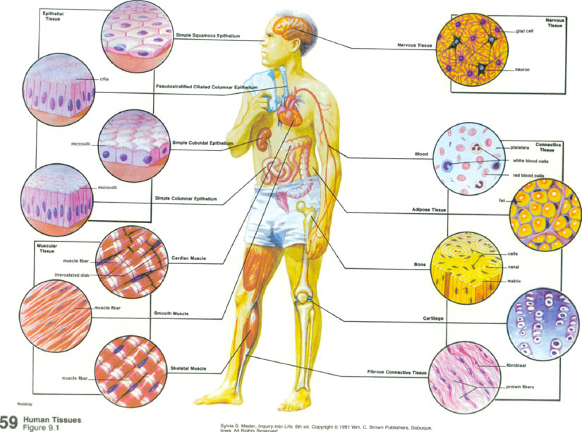 7 Tissue Pictures In The Human Body Biological Science Picture
