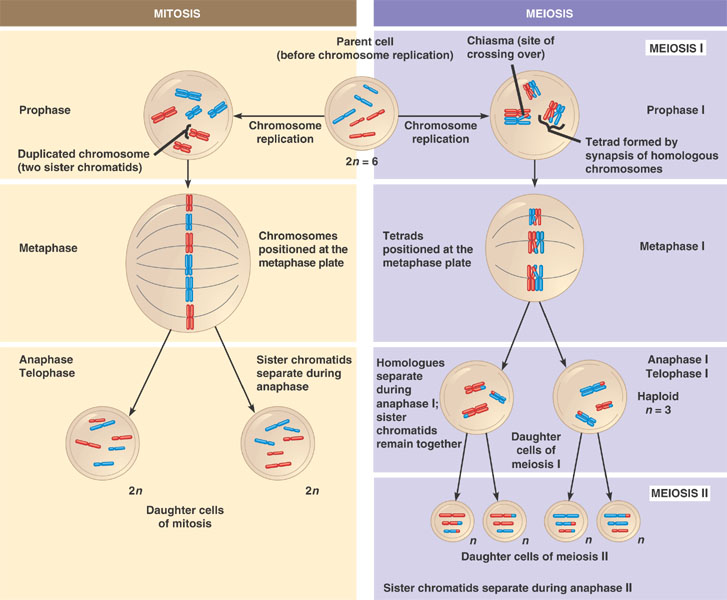 Meiosis And Mitosis Comparison Worksheet : 8 Meiosis 