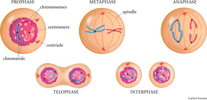 What is involved in cell division of animal cells?