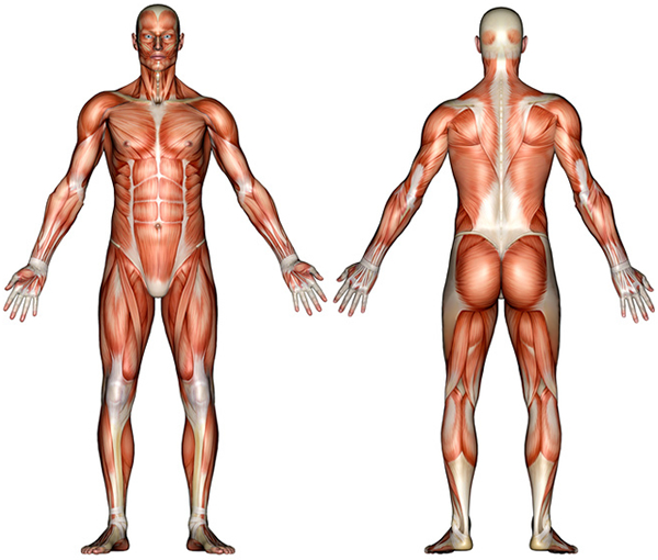 Muscle System Diagram Not Labeled : Biological Science Picture