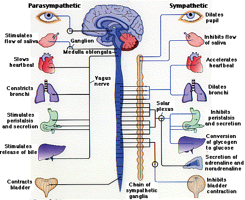 6 nervous system diagrams : Biological Science Picture ...