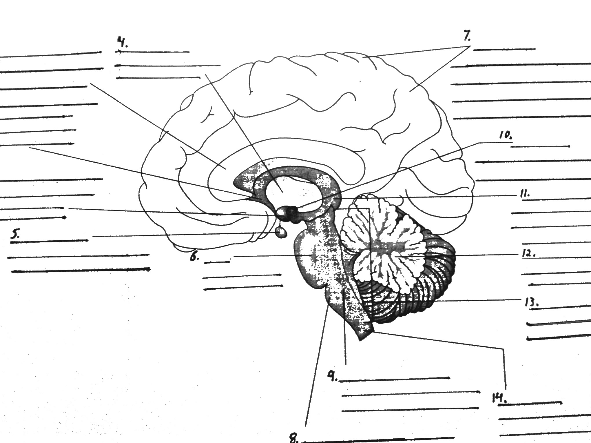 Parts of the Brain Diagram quiz : Biological Science ...