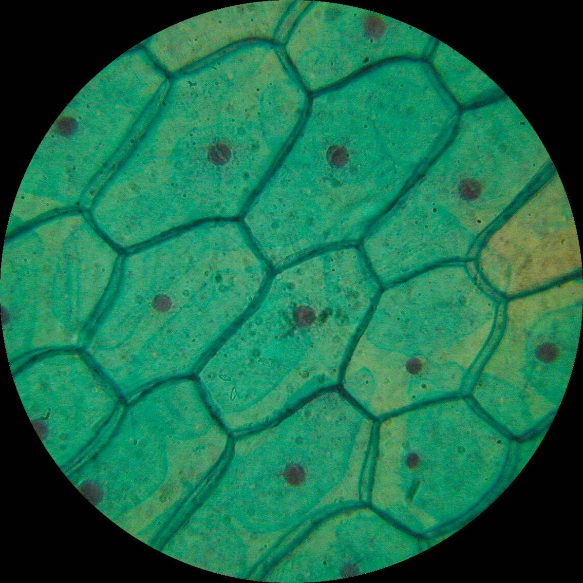 Plant Cell Structure Under Microscope : Biological Science ...