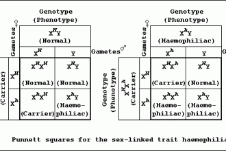 Hemophilia Punnett Square Diagrams : Biological Science Picture