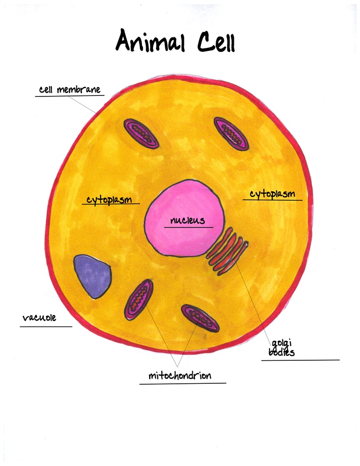 animal cell labeled worksheet : Biological Science Picture Directory