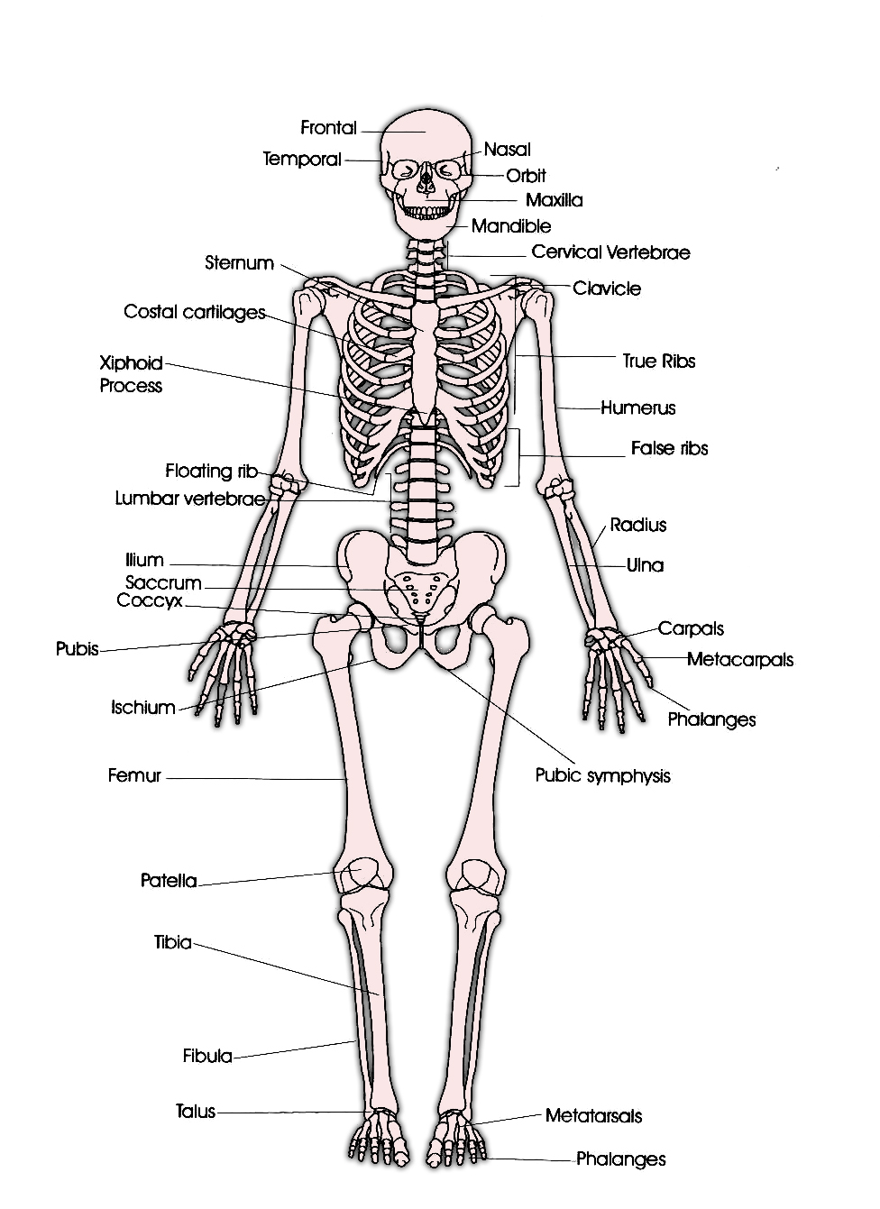 anterior skeleton worksheet : Biological Science Picture Directory