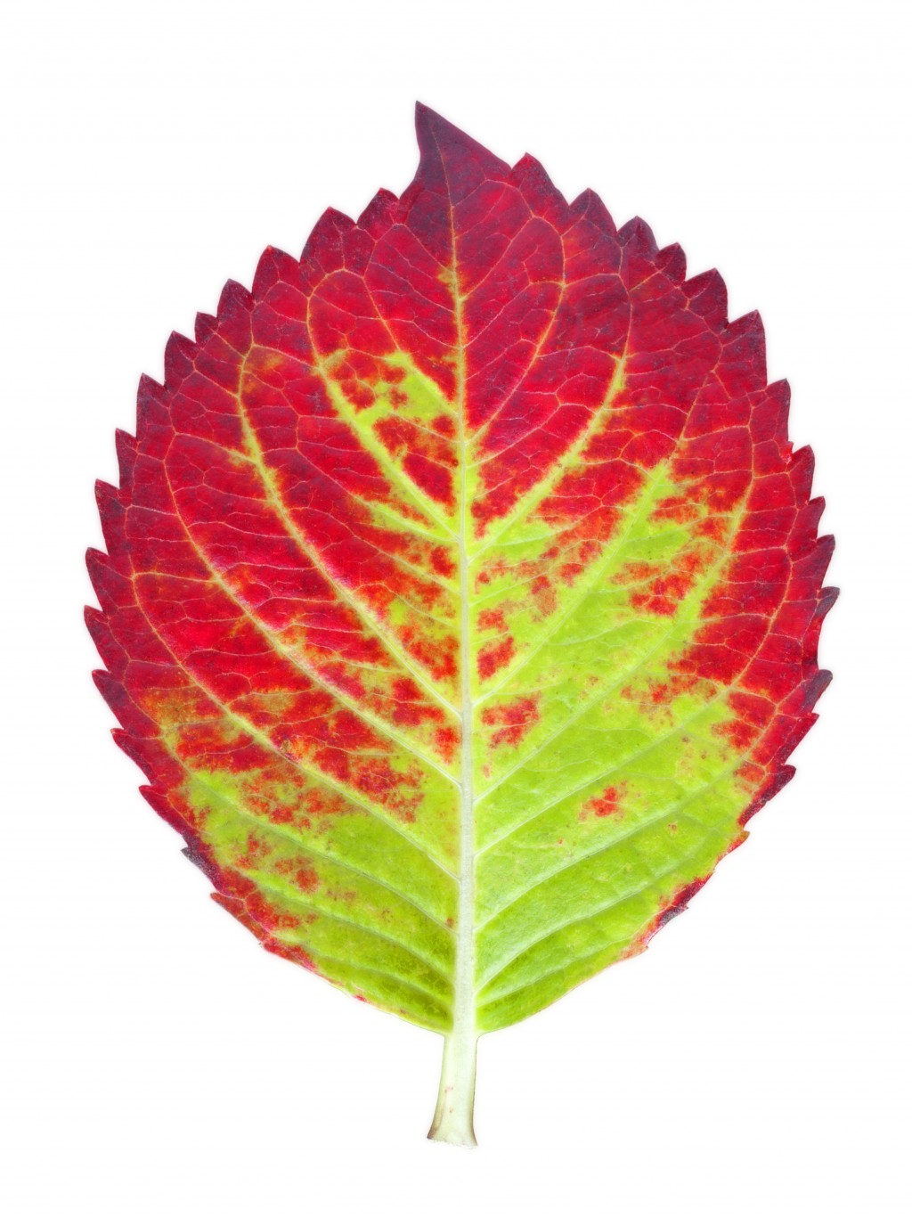 autumn leaf : Biological Science Picture Directory – Pulpbits.net