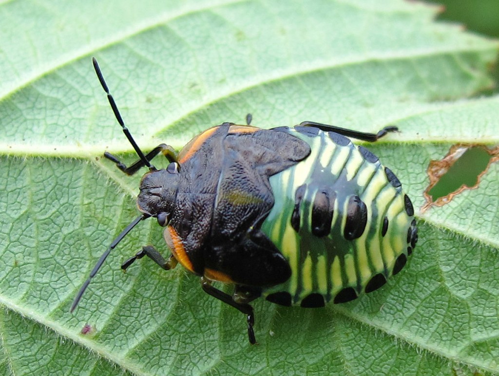 beetle-type-bugs-uk-biological-science-picture-directory-pulpbits