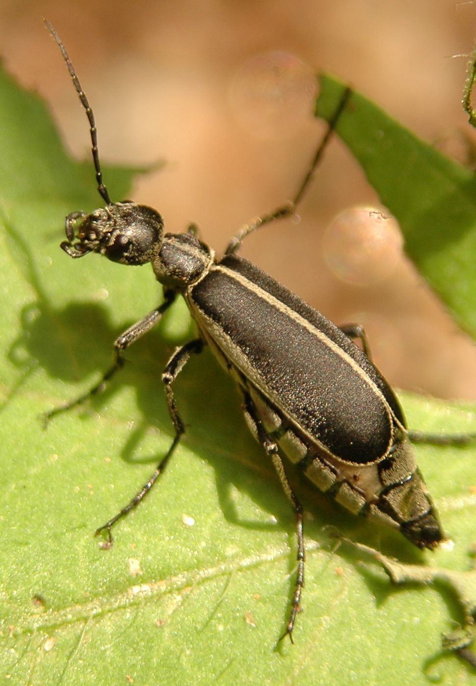 6 Beetle Type Bugs Biological Science Picture Directory Pulpbits